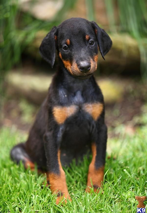 Doberman Pinscher Puppy for Sale: Roxy, Female $850 Shipping Available ...