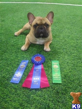 a french bulldog dog lying on the grass with colorful blocks around it