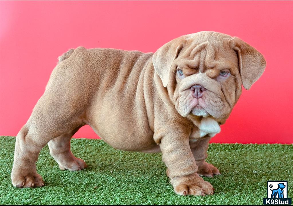 a english bulldog puppy standing on grass