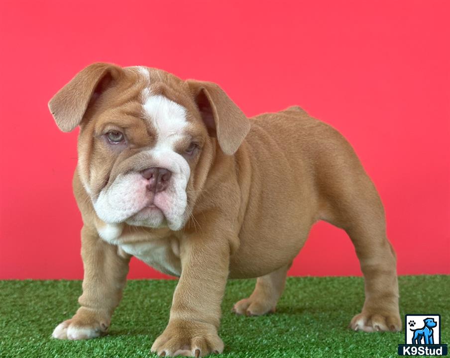 a english bulldog puppy standing on grass