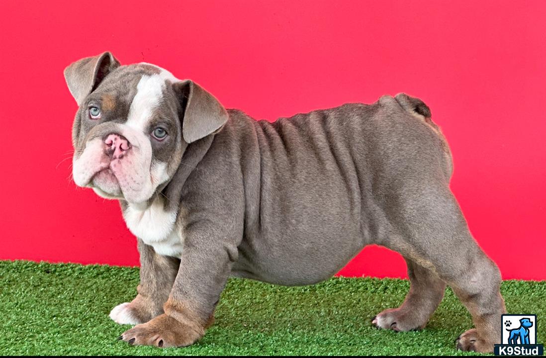 a english bulldog dog standing on grass
