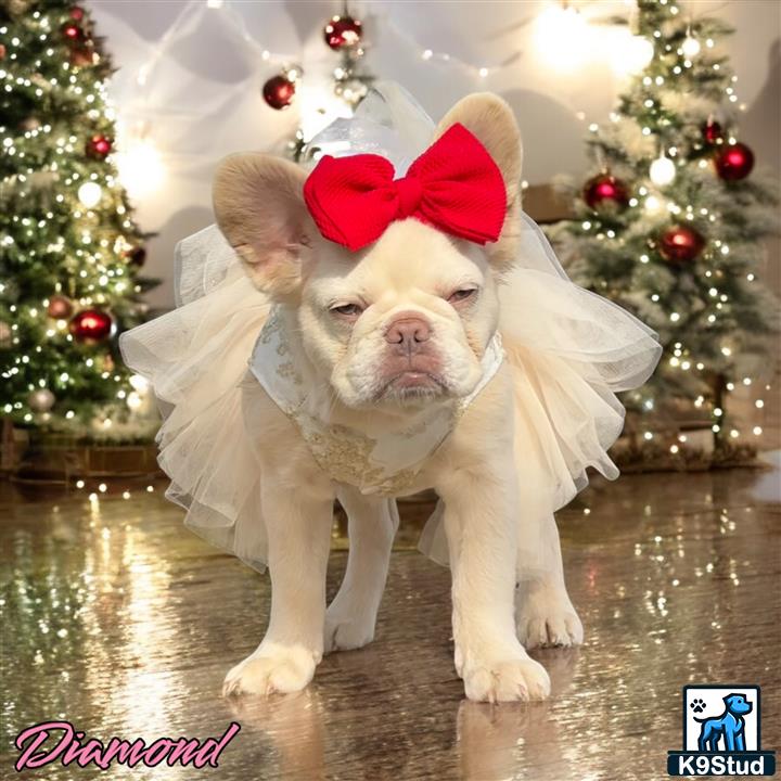 a french bulldog dog wearing a santa hat