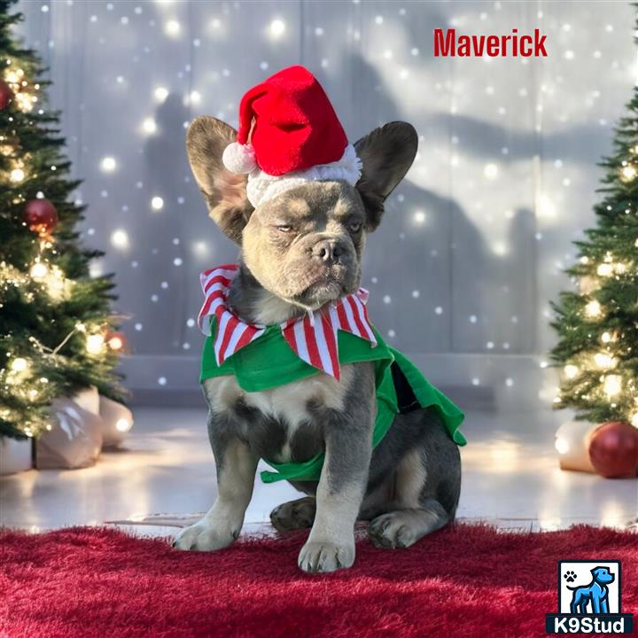 a french bulldog dog wearing a santa hat and sitting on a red carpet