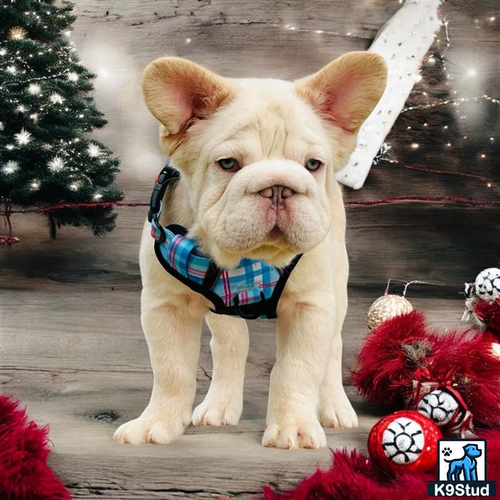 a french bulldog dog wearing a scarf