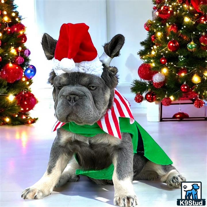 a french bulldog dog wearing a santa hat