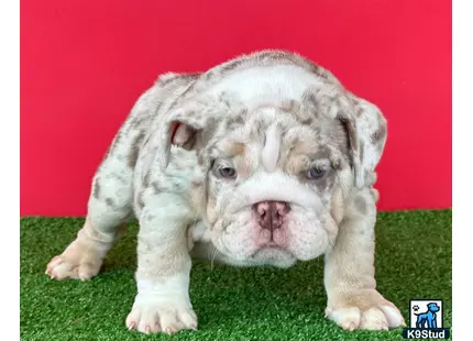 a english bulldog puppy lying on grass