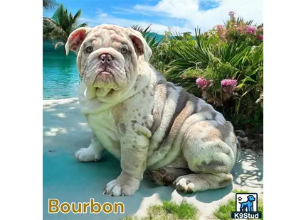 a english bulldog dog sitting on a beach