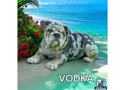 a english bulldog dog lying on a ledge by the water