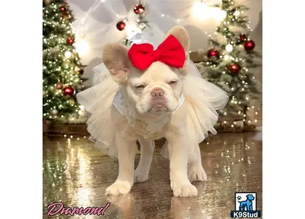 a french bulldog dog wearing a santa hat