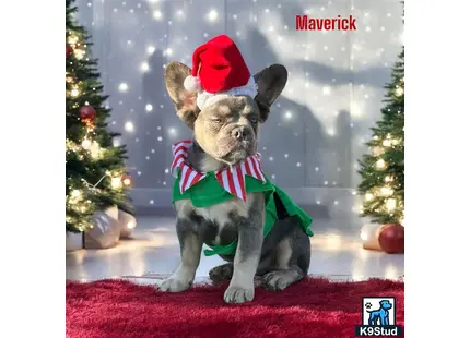 a french bulldog dog wearing a santa hat and sitting on a red carpet