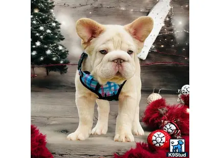 a french bulldog dog wearing a scarf