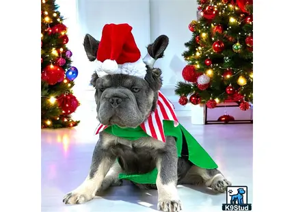 a french bulldog dog wearing a santa hat