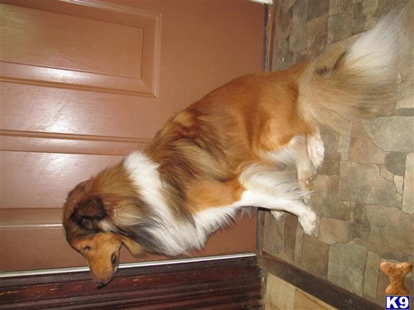 a shetland sheepdog dog lying on a ledge
