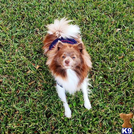 a pomeranian dog wearing a bandana