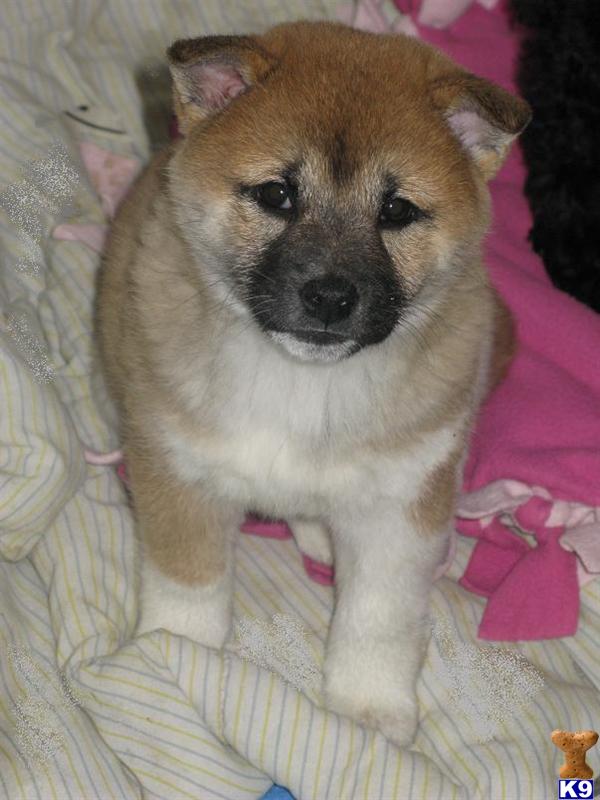 Shiba Inu Puppy For Sale: Female Shiba Inu Puppy 13 Years Old