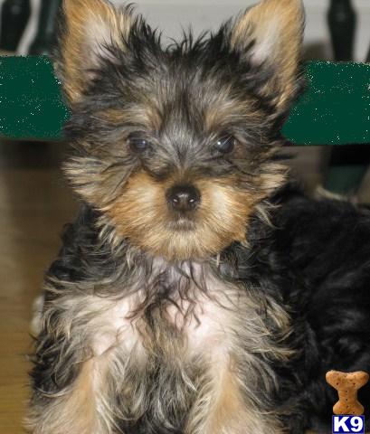 Yorkshire Terrier Puppy for Sale: Tiny Female Yorkis 13 Years old