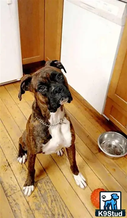 Boxer female dog