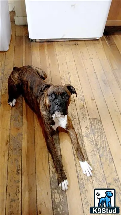 Boxer female dog