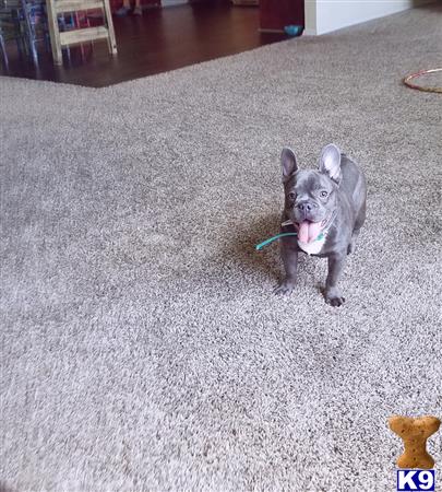 a french bulldog dog with a toy in its mouth