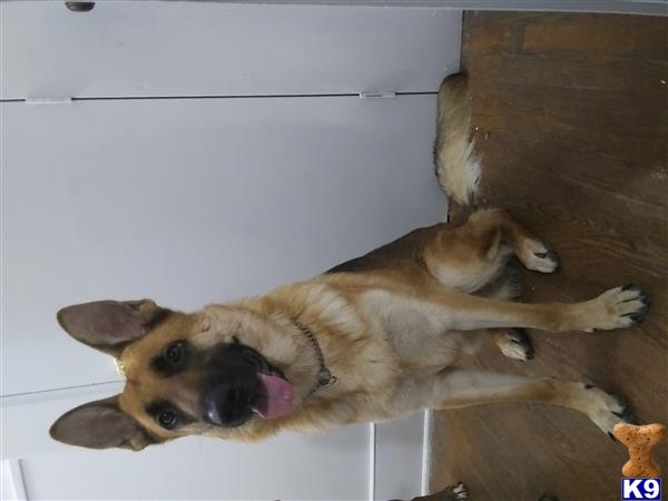 a german shepherd dog lying on the floor