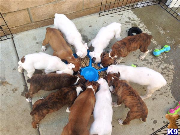 a group of boxer puppies eating from a bowl