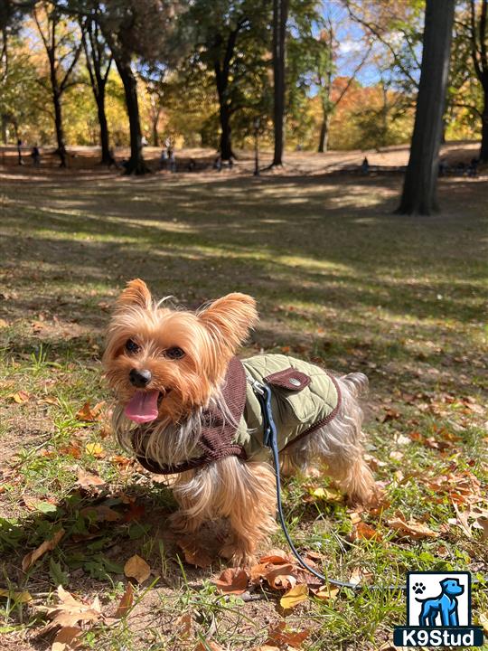 a yorkshire terrier dog wearing a backpack