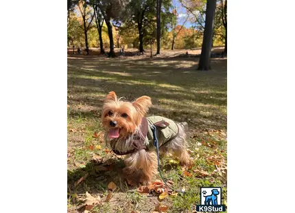 a yorkshire terrier dog wearing a backpack