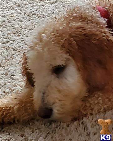 a poodle dog lying on the ground