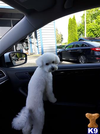 a white poodle dog in a car