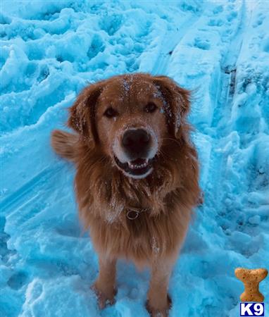 a golden retriever dog standing in the snow