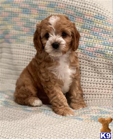 a cavalier king charles spaniel puppy sitting on a carpet