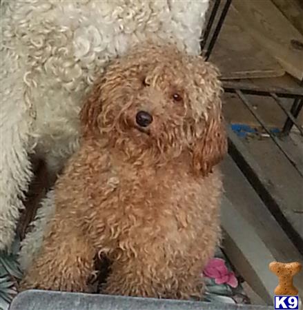 a poodle dog sitting on a chair