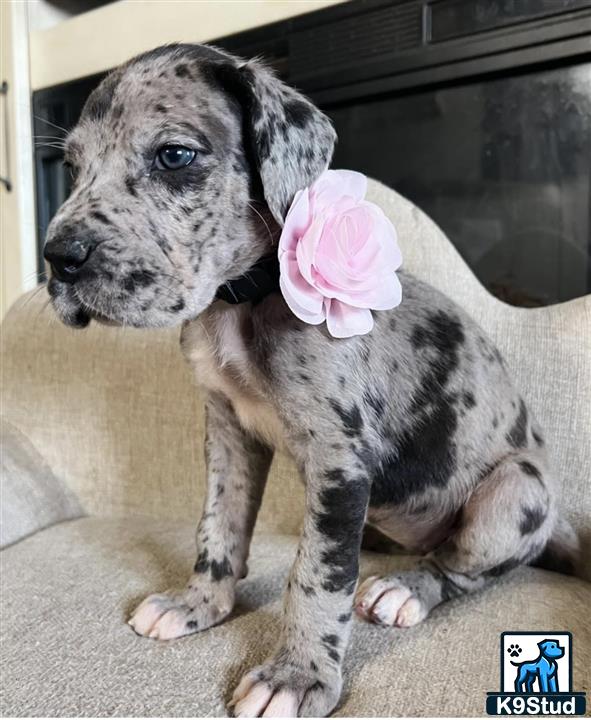 a great dane puppy with a pink heart on its head