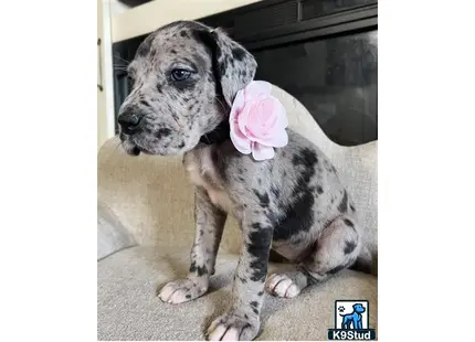 a great dane puppy with a pink heart on its head