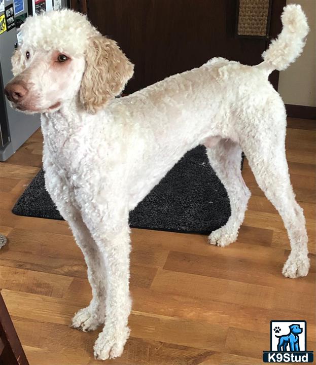 a white poodle dog standing on a wood floor