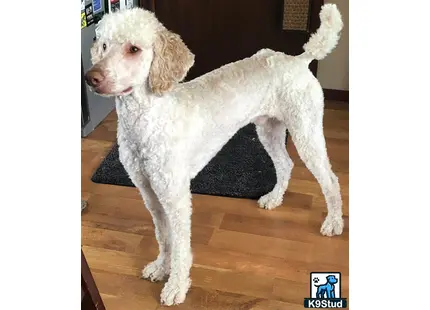 a white poodle dog standing on a wood floor