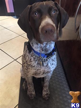 German Shorthaired Pointer Stud Dog: Graham 9 Years old