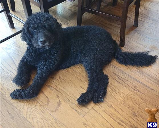 a labradoodle dog lying on the floor