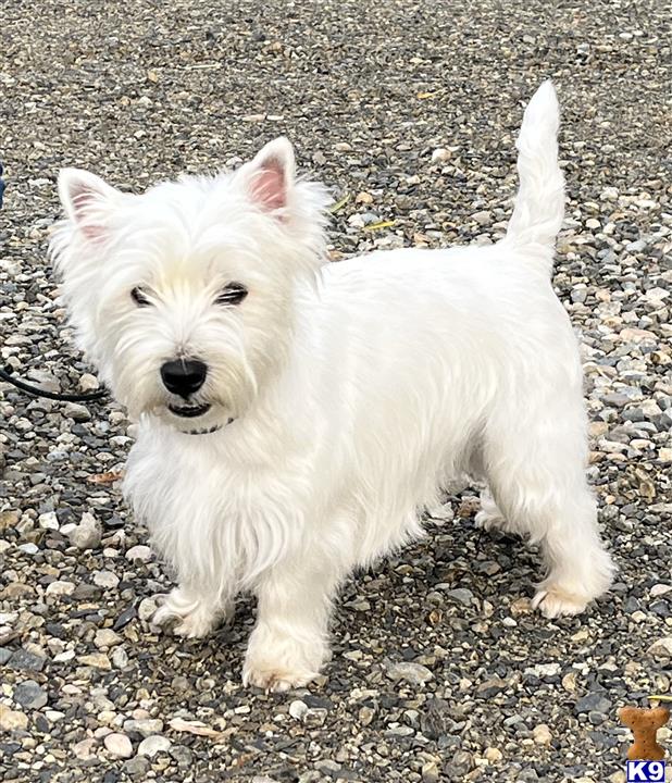 a white west highland white terrier dog standing on rocks