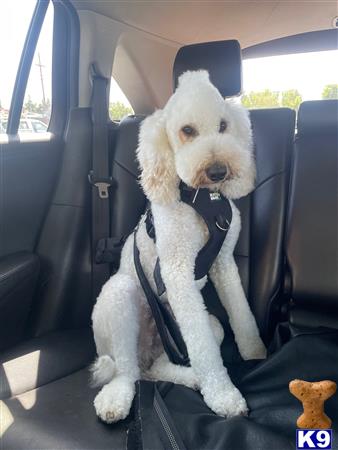 a poodle dog sitting in a car