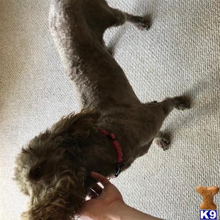 a labradoodle dog biting a persons hand