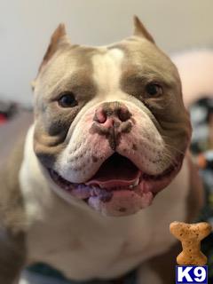 a american bully dog with its mouth open