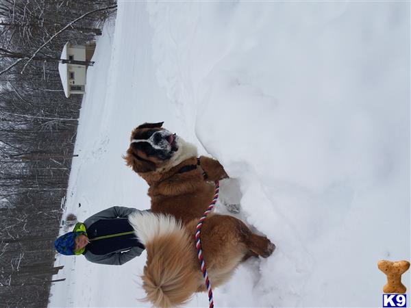 a saint bernard dog in the snow