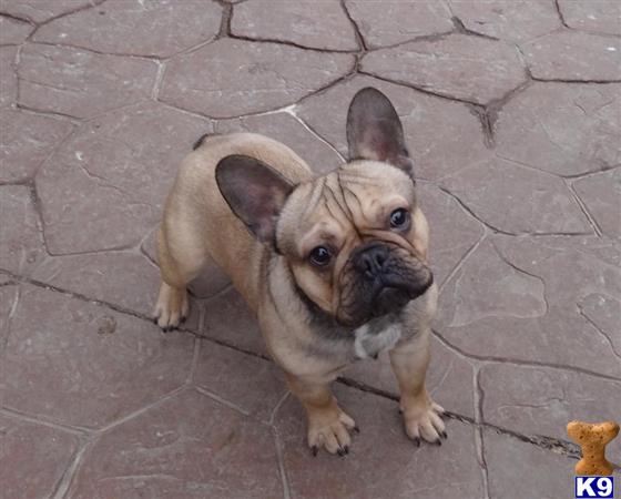 a french bulldog dog sitting on a brick surface