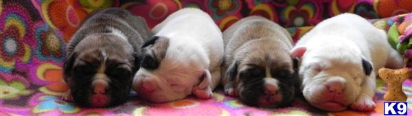 Valley Bulldog puppy for sale