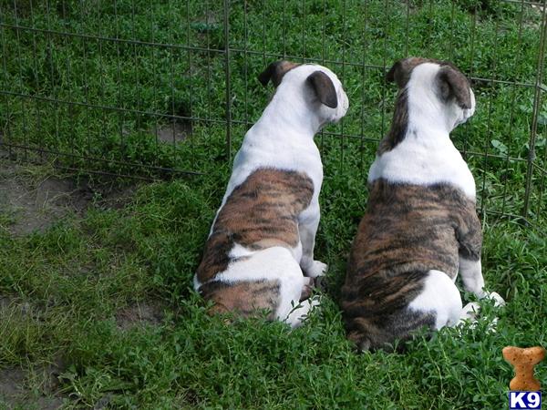 Valley Bulldog puppy for sale
