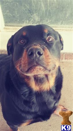 a rottweiler dog looking at the camera