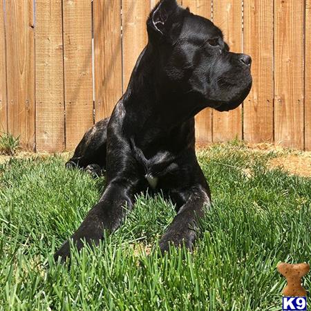 a black cane corso dog sitting in the grass