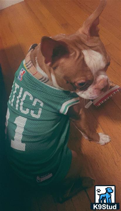 a boston terrier dog wearing a sweatshirt