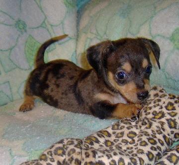 Dachshund Puppy for Sale: Pyper - Adorable Dapple Chiweenie Boy ...